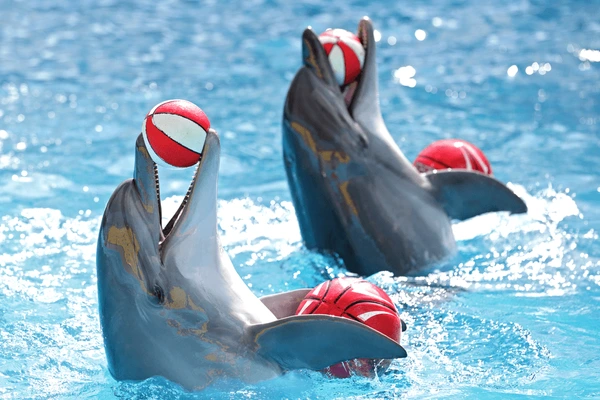 A group of dolphins playing with striped balls