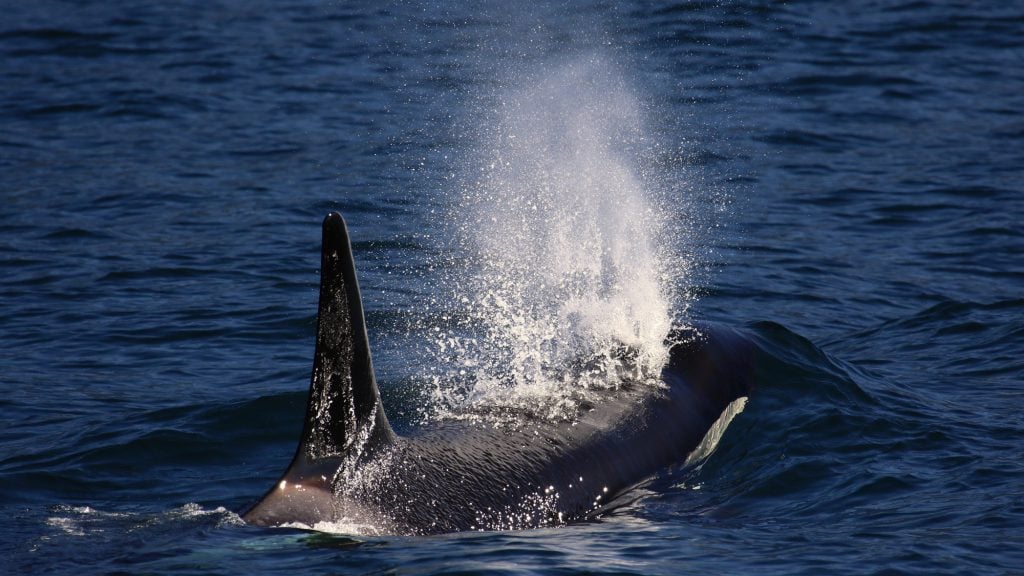 an orca